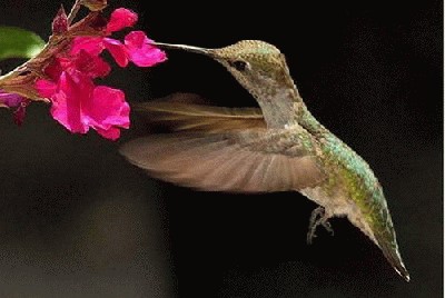 kolibris.jpg