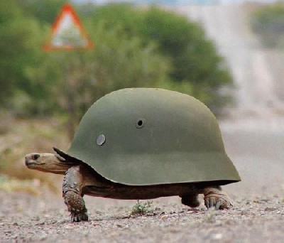german-turtle.jpg