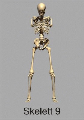 skelett9_480.jpg