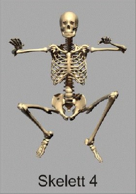 skelett4_480.jpg