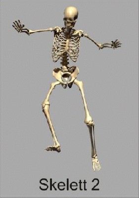 skelett2_480.jpg
