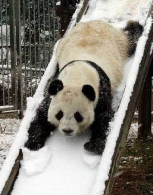 922-panda-playtime.jpg