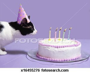 katz-tragen-geburstag.jpg