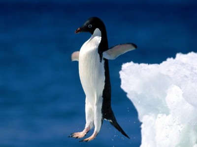 pinguins_9.jpg