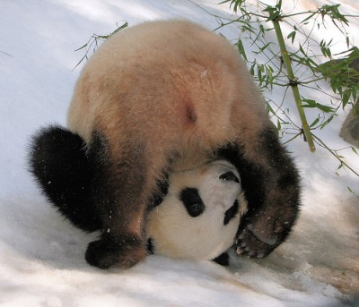 su-lin-panda-playing-in-snow.jpg