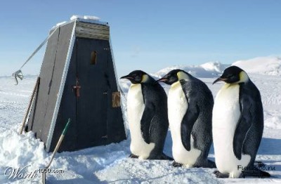 1228887690_pinguin009.jpg