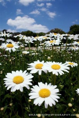 cheap-flowers-delivered-726558.jpg