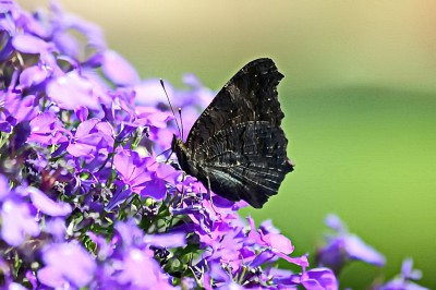IMG_8932.JPG