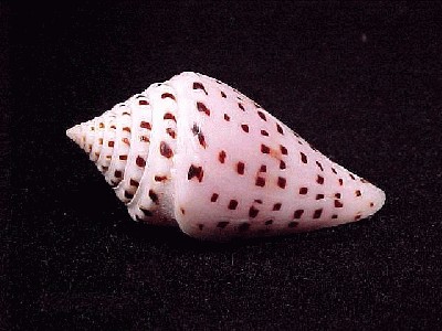 4526Cstupella.jpg