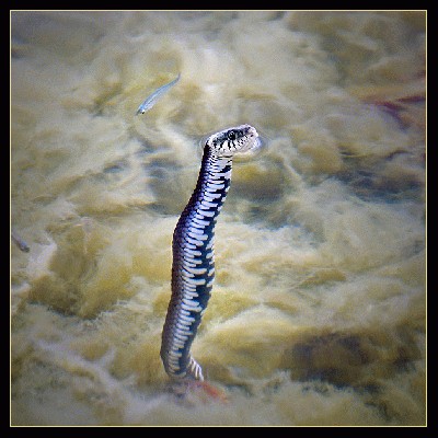 Snake_by_eswendel.jpg