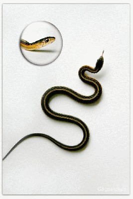 Snakeling_Portrait_I_by_UffdaGreg.jpg