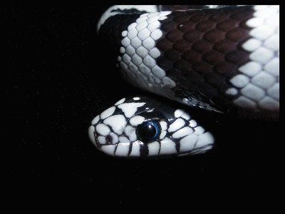 King_Snake_by_Chepper.jpg
