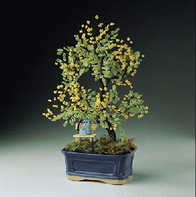 mimosa1.jpg