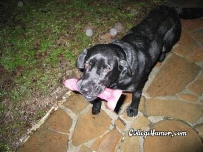 ddog.jpg